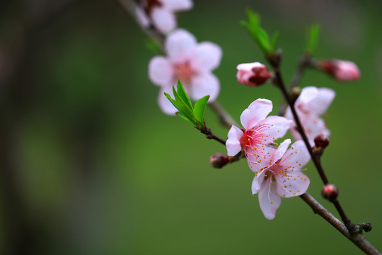 桃花