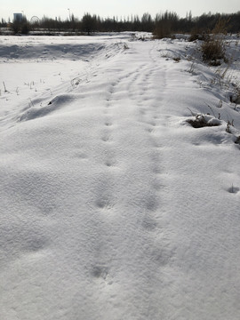 冬雪田埂