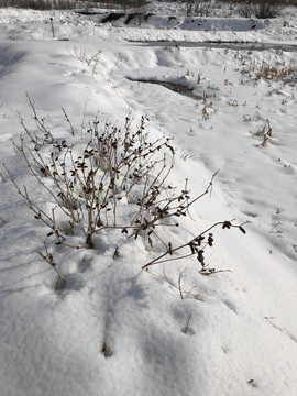 雪地苍耳