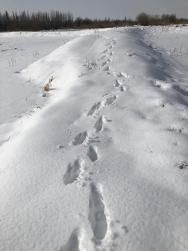 雪路足印