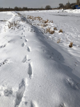 雪地足印