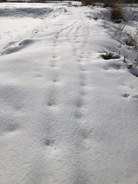 雪地足印