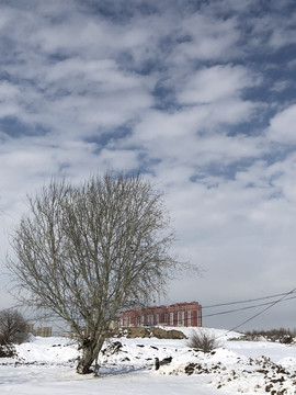 雪野杨树