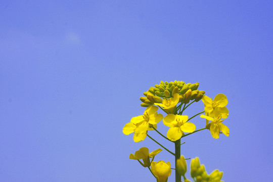 油菜花