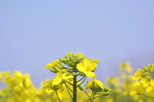 油菜花