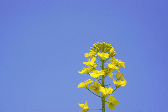 油菜花