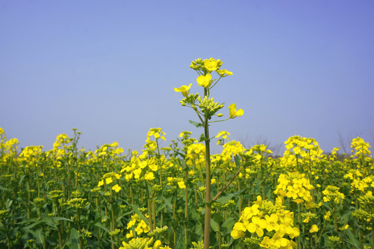 油菜花