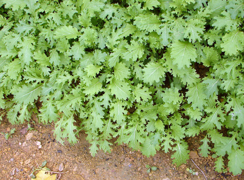 十字花科植物芥菜