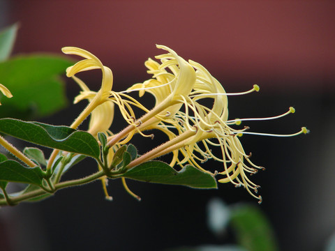 忍冬科植物忍冬花