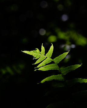 树叶背景