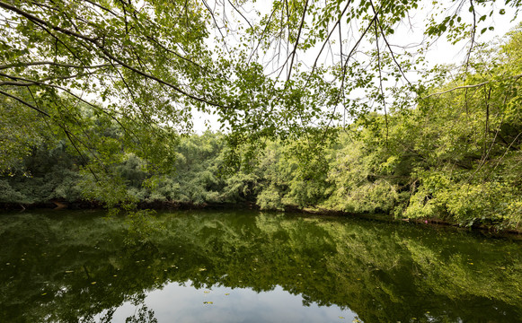 树林水景