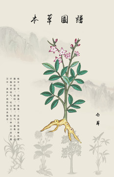 白鮮