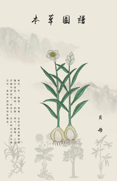 川貝