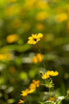 硫华菊