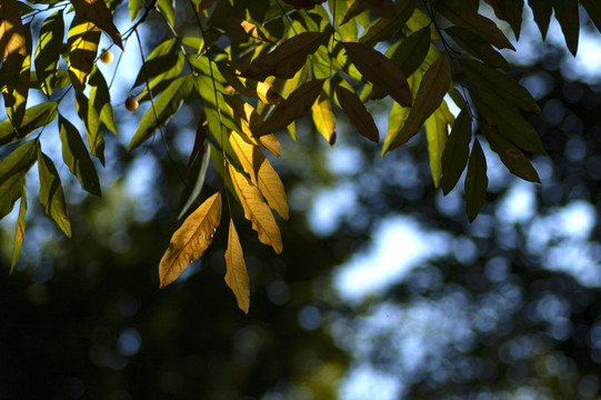 秋天的楝树黄叶