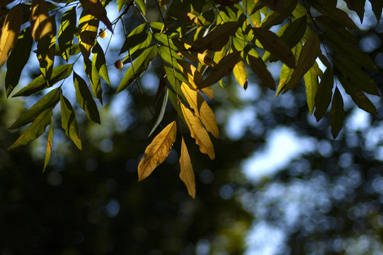 秋天的楝树黄叶