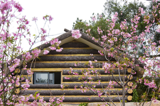 樱花小屋