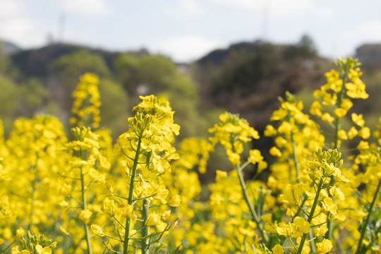 高清大图油菜花