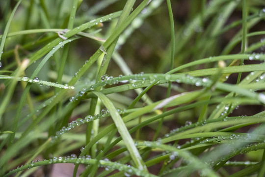 露水草