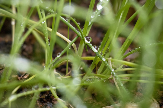 露水草