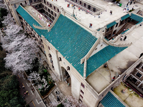 航拍武汉大学樱花盛开