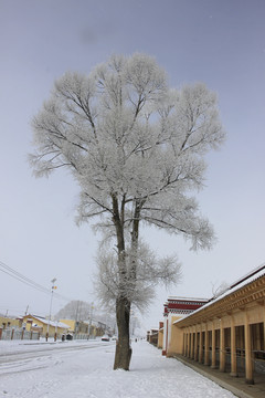 雪松