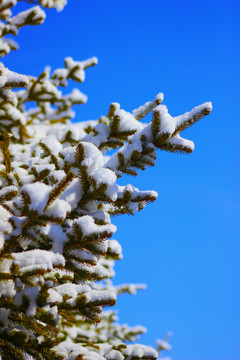 雪松