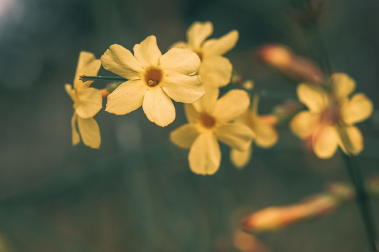 迎春花