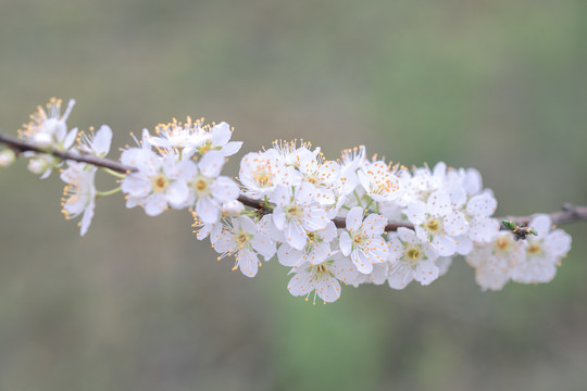 李花盛开春到来