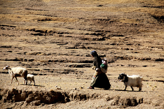 西藏拉孜牧羊人