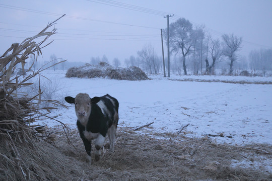 雪地的牛