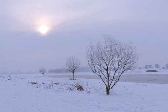 雪地的树