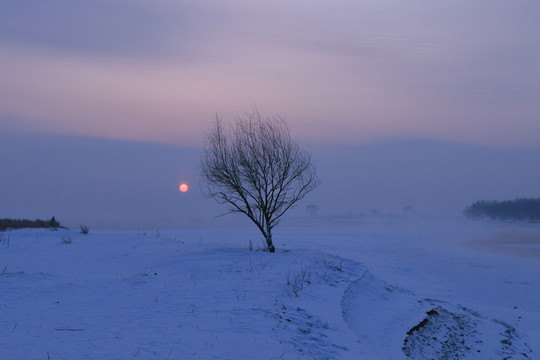 雪地的树