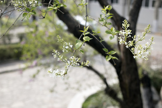 丁香花树