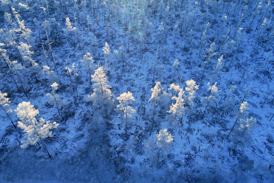 航拍林海雪原雪林