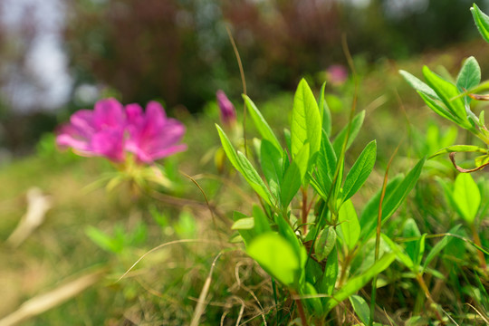 牵牛花