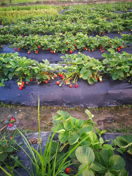 草莓果园