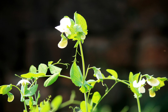 豌豆开花