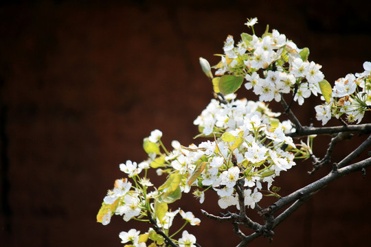 梨树开花