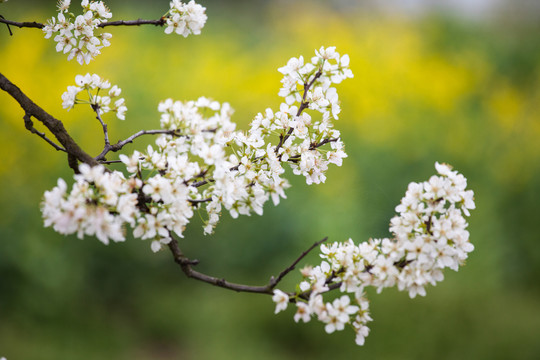 李子花