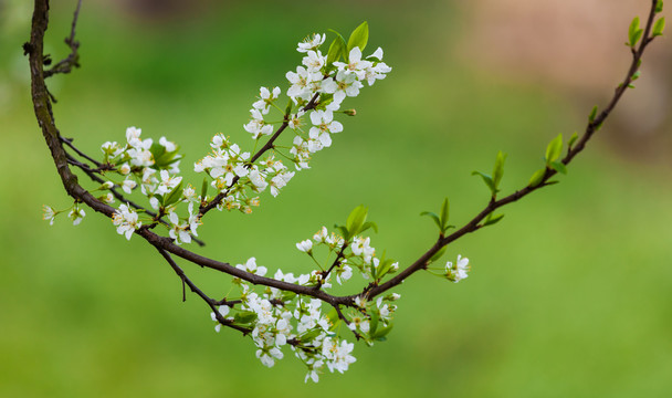 李子花