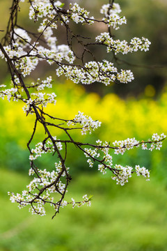 李子花