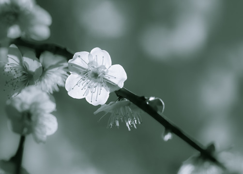 花开淡墨痕