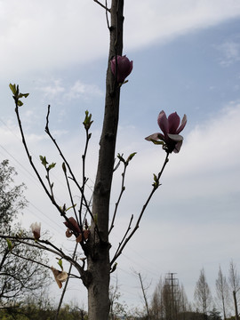 玉兰花特写