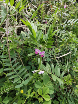 野豌豆