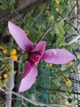 玉蘭花