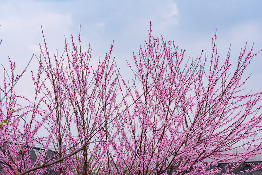 桃花