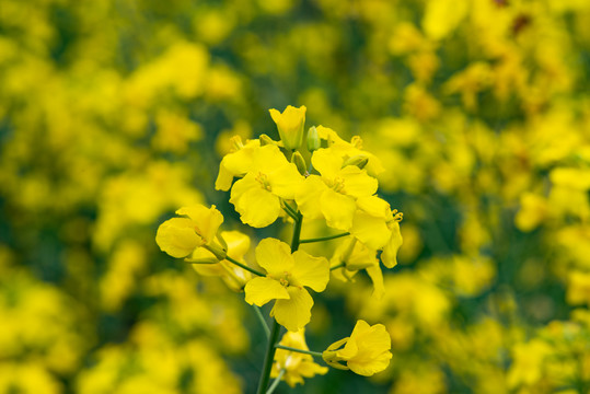 油菜花