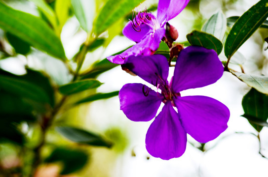 紫花野牡丹