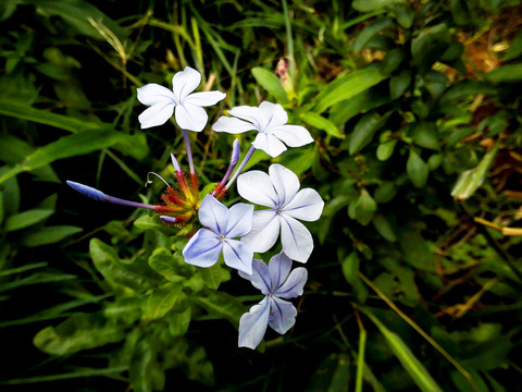 蓝花叽松